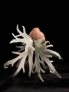 2026年最新】totoro ビカクシダの人気アイテム - メルカリ