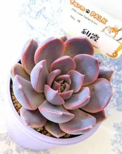 2026年最新】ファームパルクの人気アイテム - メルカリ