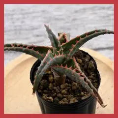 2026年最新】ロウルサンコさん苗の人気アイテム - メルカリ