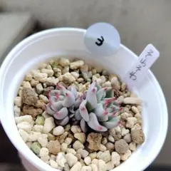 2026年最新】おらい そわそわの人気アイテム - メルカリ