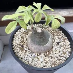 2026年最新】アデニアの人気アイテム - メルカリ