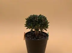 2026年最新】ギラウミニアナ種子の人気アイテム - メルカリ