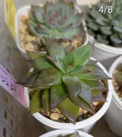 2026年最新】ルイパパの人気アイテム - メルカリ