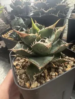 2026年最新】麻花龍 アガベの人気アイテム - メルカリ