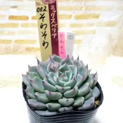 2026年最新】おらいさん苗 そわそわの人気アイテム - メルカリ