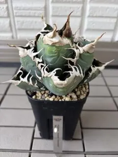 2026年最新】カクタスグリーン アガベの人気アイテム - メルカリ