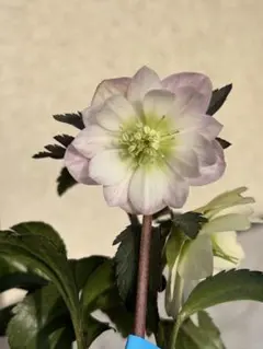 2026年最新】大木ナーサリーの人気アイテム - メルカリ