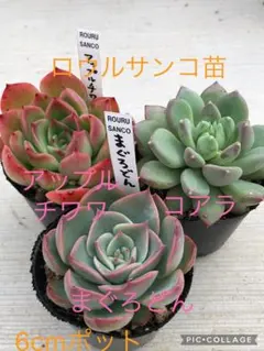 2026年最新】ロウルサンコの人気アイテム - メルカリ