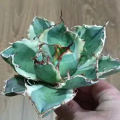 2026年最新】アガベ 白鯨 大株の人気アイテム - メルカリ