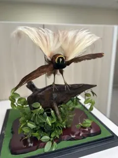 2026年最新】剥製 極楽鳥の人気アイテム - メルカリ