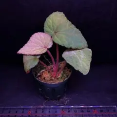 2026年最新】ベゴニア spの人気アイテム - メルカリ