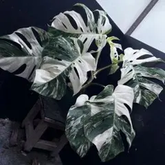 2026年最新】モンステラホワイトタイガーの人気アイテム - メルカリ