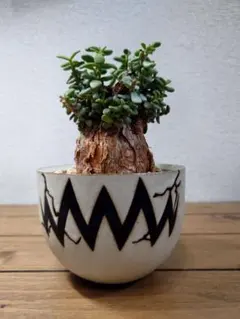 2026年最新】ピグマエア ベアルートの人気アイテム - メルカリ