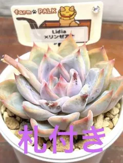 2026年最新】リンゼアナの人気アイテム - メルカリ