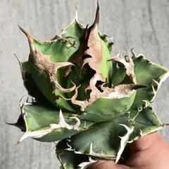 2026年最新】アガベ 大株の人気アイテム - メルカリ