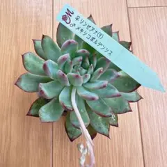 2026年最新】リンゼアナの人気アイテム - メルカリ