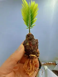 2026年最新】ソテツ 子株の人気アイテム - メルカリ