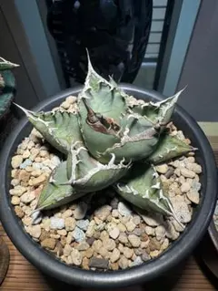 2026年最新】オテロイ 実生 子株の人気アイテム - メルカリ