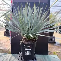 2026年最新】ユッカ リギダの人気アイテム - メルカリ