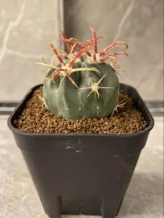 2026年最新】サボテン金冠竜の人気アイテム - メルカリ