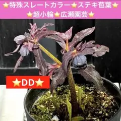 2026年最新】広瀬園芸の人気アイテム - メルカリ