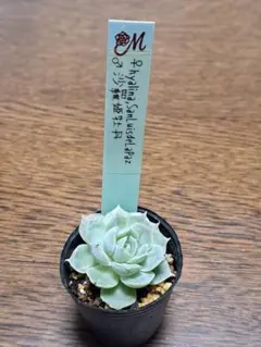 2026年最新】miya苗の人気アイテム - メルカリ