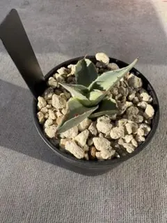 2026年最新】アウェイクニングエンジェルの人気アイテム - メルカリ