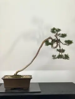 2026年最新】真柏 文人の人気アイテム - メルカリ