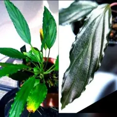 2026年最新】ホマロメナ 赤備の人気アイテム - メルカリ