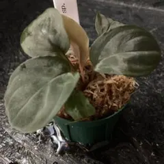 2026年最新】ホマロメナ Homalomenaの人気アイテム - メルカリ