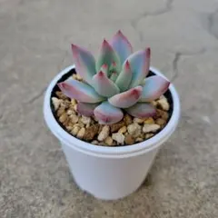 2026年最新】中里リンぜアナの人気アイテム - メルカリ