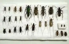 2026年最新】カミキリ 昆虫標本の人気アイテム - メルカリ