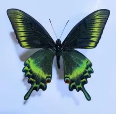 2026年最新】ミヤマカラスアゲハの人気アイテム - メルカリ