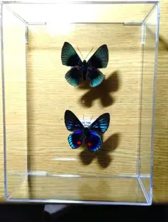 2026年最新】タテハ 蝶の人気アイテム - メルカリ