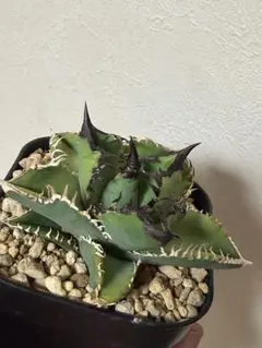 2026年最新】冰雹 アガベの人気アイテム - メルカリ