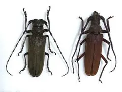 2026年最新】カミキリ 昆虫標本の人気アイテム - メルカリ