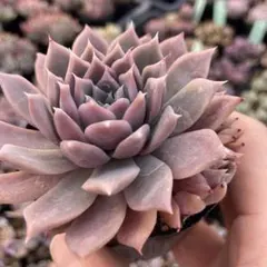 2026年最新】ホリコロの人気アイテム - メルカリ