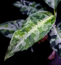 2026年最新】アグラオネマ ピクタム マルチカラーの人気アイテム