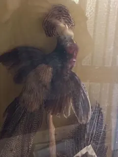 2026年最新】錦鶏鳥剥製の人気アイテム - メルカリ