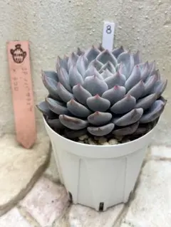 2026年最新】ザラゴーサ SP ノバの人気アイテム - メルカリ