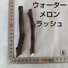 2026年最新】いちぢく穂木の人気アイテム - メルカリ