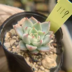 2026年最新】ザラゴーサspノバの人気アイテム - メルカリ