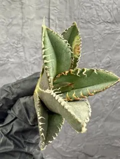 2026年最新】麻花龍 アガベの人気アイテム - メルカリ