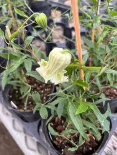 ☆クレマチス☆咲良の妖精☆3号鉢☆希少☆入手困難☆ - メルカリ