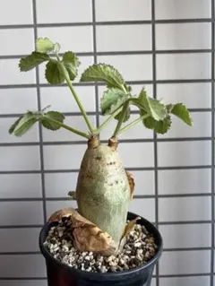 2026年最新】キフォステンマの人気アイテム - メルカリ