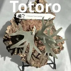 2026年最新】totoro ビカクシダの人気アイテム - メルカリ