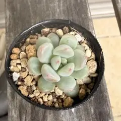 2026年最新】ミソップ苗の人気アイテム - メルカリ