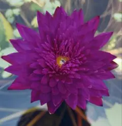 2026年最新】熱帯性睡蓮の人気アイテム - メルカリ