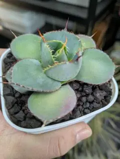 2026年最新】グアダラハラナ ドワーフの人気アイテム - メルカリ