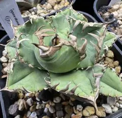 2026年最新】アガベ皇冠 クラウンの人気アイテム - メルカリ